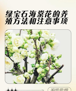 海棠花绿宝石怎么养,掌握关键技巧,轻松养出好状态 海棠花绿宝石怎么养,掌握关键技巧,轻松养出好状态