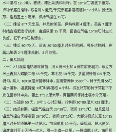 甘蓝栽培,掌握关键技巧,轻松收获优质蔬菜 甘蓝栽培,掌握关键技巧,轻松收获优质蔬菜