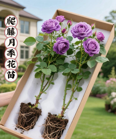 爬藤月季花小苗怎么养,新手入门指南,轻松爆花有诀窍 爬藤月季花小苗怎么养,新手入门指南,轻松爆花有诀窍