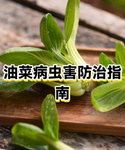 油菜树病虫防治,识别常见病害,掌握有效方法 油菜树病虫防治,识别常见病害,掌握有效方法