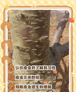 陈皮树防治害虫,常见虫害识别,有效防治方法 陈皮树防治害虫,常见虫害识别,有效防治方法