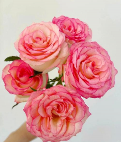 艾莎玫瑰花怎么养开,掌握关键技巧,轻松绽放 艾莎玫瑰花怎么养开,掌握关键技巧,轻松绽放