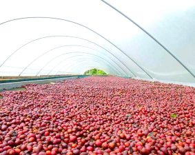 防治咖啡树病虫,识别常见问题,掌握有效方法 防治咖啡树病虫,识别常见问题,掌握有效方法