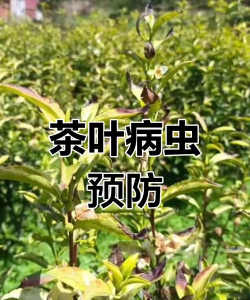 茶籽树防治,常见虫害识别,有效应对方法 茶籽树防治,常见虫害识别,有效应对方法