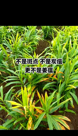 生姜树病害防治,识别常见问题,掌握应对方法 生姜树病害防治,识别常见问题,掌握应对方法