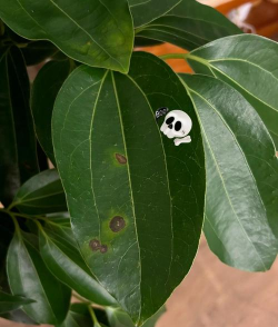 平安树蚜虫防治,识别虫害特征,掌握有效方法 平安树蚜虫防治,识别虫害特征,掌握有效方法