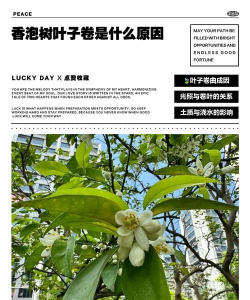 香泡树防治,常见问题解析,实用应对方法 香泡树防治,常见问题解析,实用应对方法