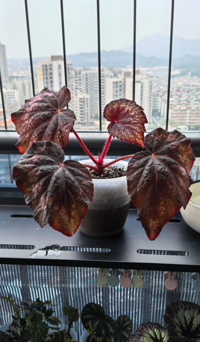 紫叶秋海棠花怎么养,掌握关键技巧,轻松养出好状态 紫叶秋海棠花怎么养,掌握关键技巧,轻松养出好状态