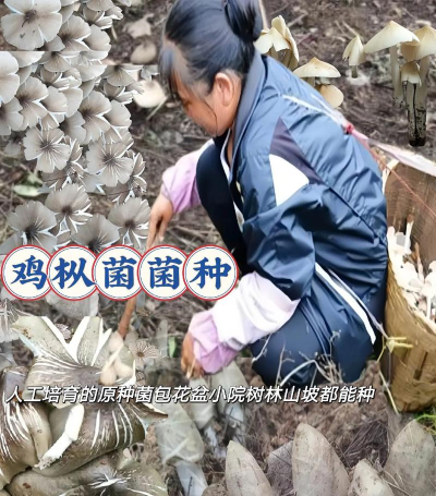 鸡枞菌人工栽培技术,掌握核心要点,实现稳定产出 鸡枞菌人工栽培技术,掌握核心要点,实现稳定产出