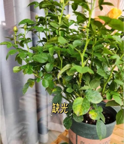 月季花怎么养叶子变黄,常见原因分析,解决养护难题 月季花怎么养叶子变黄,常见原因分析,解决养护难题