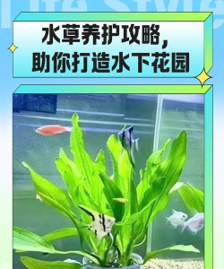 水草的栽培,新手入门指南,轻松打造水下花园 水草的栽培,新手入门指南,轻松打造水下花园