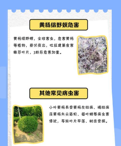 扬树虫害防治,常见问题解析,实用应对方法 扬树虫害防治,常见问题解析,实用应对方法