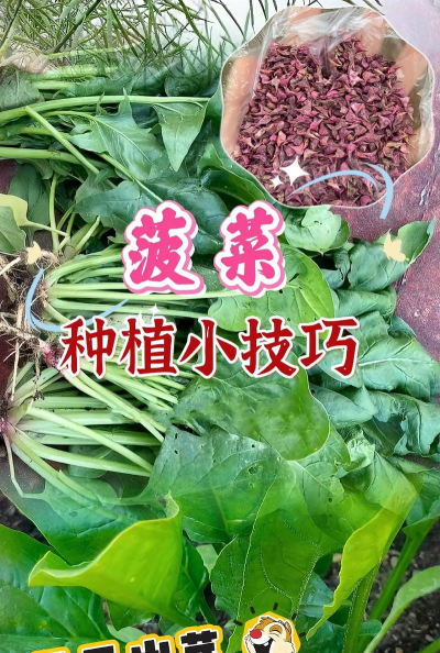 菠菜栽培技术要点,掌握关键步骤,轻松收获鲜嫩 菠菜栽培技术要点,掌握关键步骤,轻松收获鲜嫩
