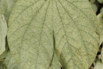 紫荆树病虫防治,识别常见问题,掌握有效方法 紫荆树病虫防治,识别常见问题,掌握有效方法