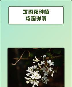 丁香花的栽培,选对品种,掌握关键技巧 丁香花的栽培,选对品种,掌握关键技巧
