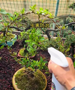 盆景树病虫防治,常见问题,实用方法 盆景树病虫防治,常见问题,实用方法