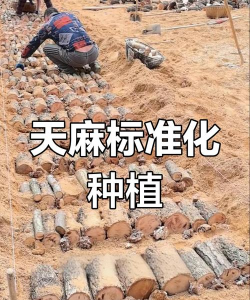 天麻高产栽培技术,掌握关键要点,实现稳定增收 天麻高产栽培技术,掌握关键要点,实现稳定增收