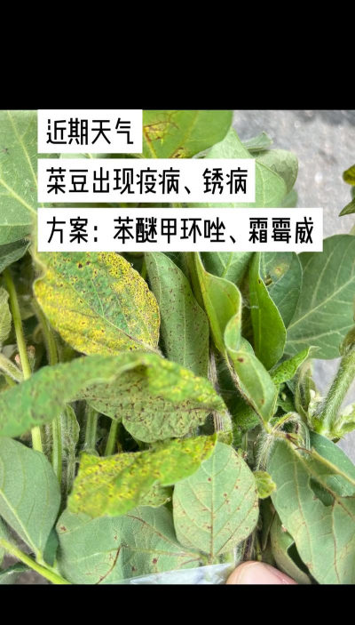 菜豆树病害防治,常见问题识别,有效处理方法 菜豆树病害防治,常见问题识别,有效处理方法