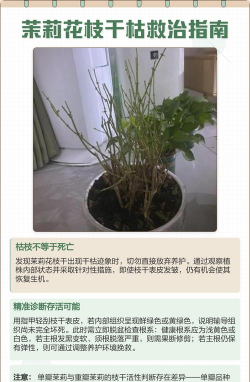 茉莉花没根了怎么养,快速生根技巧,轻松救活它 茉莉花没根了怎么养,快速生根技巧,轻松救活它