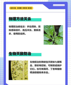 栗树蚜虫防治,识别虫害特征,掌握有效方法 栗树蚜虫防治,识别虫害特征,掌握有效方法