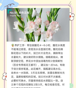云南买回来的花怎么养,掌握关键技巧,轻松适应新环境 云南买回来的花怎么养,掌握关键技巧,轻松适应新环境