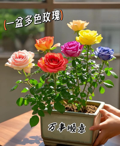 七彩玫瑰花怎么养,掌握关键技巧,轻松培育绚丽花朵 七彩玫瑰花怎么养,掌握关键技巧,轻松培育绚丽花朵