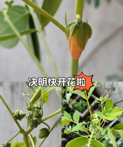 决明栽培,选对方法,轻松收获 决明栽培,选对方法,轻松收获