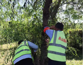 古树防治蚊蝇,减少虫害困扰,保护树木健康 古树防治蚊蝇,减少虫害困扰,保护树木健康