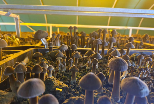 鸡枞菌栽培,掌握核心方法,轻松实现家庭种植 鸡枞菌栽培,掌握核心方法,轻松实现家庭种植