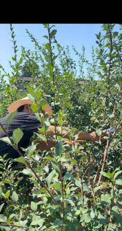 连翘的栽培技术,掌握关键步骤,轻松培育健康植株 连翘的栽培技术,掌握关键步骤,轻松培育健康植株