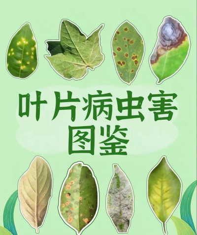 法桐树防治夜蛾,识别虫害特征,掌握有效方法 法桐树防治夜蛾,识别虫害特征,掌握有效方法