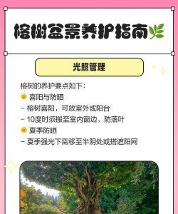 榕树的栽培,选对方法,轻松上手 榕树的栽培,选对方法,轻松上手