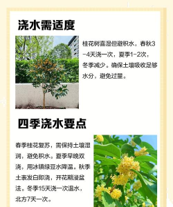 桂花树怎么种植,选对土壤,掌握浇水技巧 桂花树怎么种植,选对土壤,掌握浇水技巧