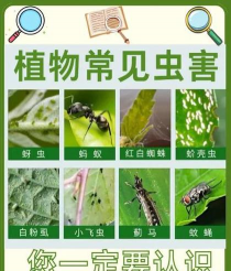 鸡公树蛀心虫防治,识别虫害特征,掌握有效方法 鸡公树蛀心虫防治,识别虫害特征,掌握有效方法