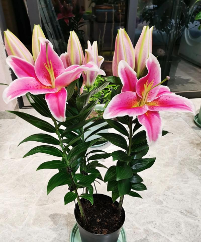 北方香水百合花怎么养,掌握关键技巧,花开更持久 北方香水百合花怎么养,掌握关键技巧,花开更持久