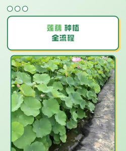 莲藕高产栽培技术,选对品种,掌握关键步骤 莲藕高产栽培技术,选对品种,掌握关键步骤