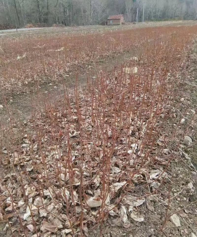 五味子的栽培技术,掌握关键步骤,轻松收获果实 五味子的栽培技术,掌握关键步骤,轻松收获果实