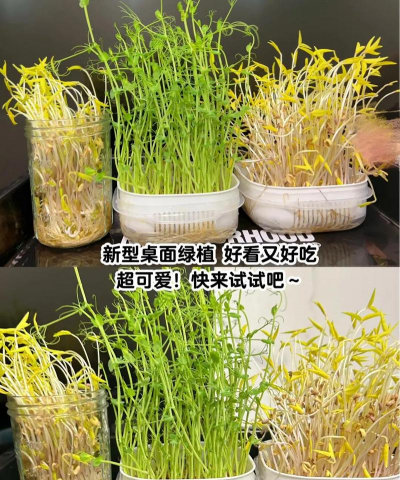 豆苗的栽培,掌握关键步骤,轻松收获鲜嫩 豆苗的栽培,掌握关键步骤,轻松收获鲜嫩