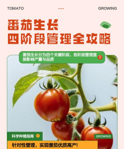 西红柿的栽培与管理,掌握关键步骤,收获丰硕果实 西红柿的栽培与管理,掌握关键步骤,收获丰硕果实