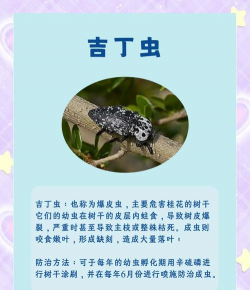 树虫防治案例,常见虫害识别,有效治理方法 树虫防治案例,常见虫害识别,有效治理方法