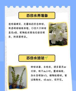 百合花冻了怎么水养,快速恢复生机,避免二次伤害 百合花冻了怎么水养,快速恢复生机,避免二次伤害