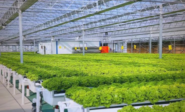 立柱式气雾栽培,高效种植新法,轻松管理省空间 立柱式气雾栽培,高效种植新法,轻松管理省空间