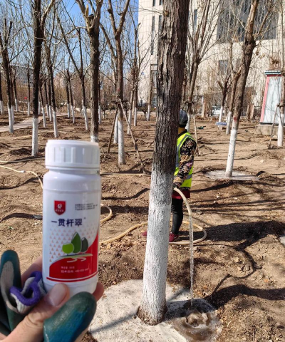 白腊树防治,常见问题解析,实用方法分享 白腊树防治,常见问题解析,实用方法分享