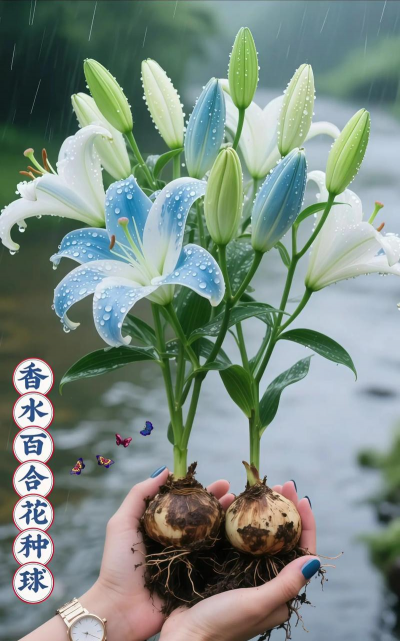 香水百合花怎么养种球,选对方法,轻松开花 香水百合花怎么养种球,选对方法,轻松开花
