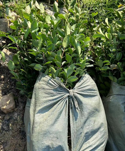 油茶种植栽培技术,选对品种,掌握关键步骤 油茶种植栽培技术,选对品种,掌握关键步骤