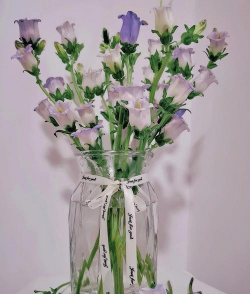 风铃花怎么养,掌握浇水技巧,避免烂根黄叶 风铃花怎么养,掌握浇水技巧,避免烂根黄叶