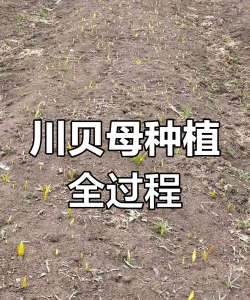 贝母栽培,选对方法,轻松上手 贝母栽培,选对方法,轻松上手