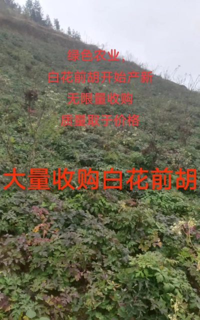 前胡栽培技术,选对方法,轻松上手 前胡栽培技术,选对方法,轻松上手