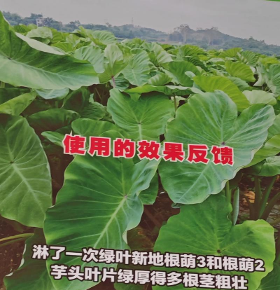 芋头栽培技术与管理,掌握关键步骤,提升产量品质 芋头栽培技术与管理,掌握关键步骤,提升产量品质