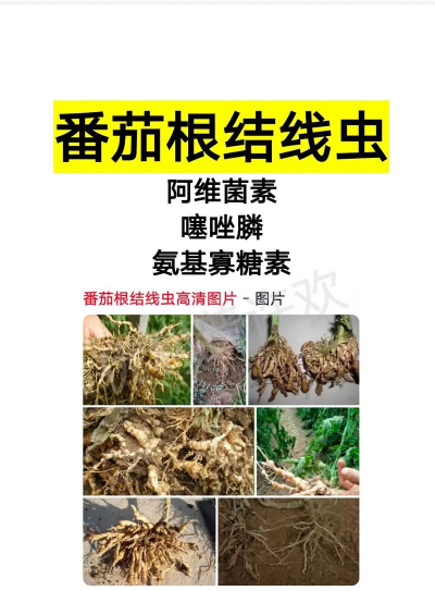 西红柿树虫害防治,识别常见害虫,掌握有效方法 西红柿树虫害防治,识别常见害虫,掌握有效方法